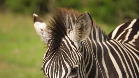 Portrait-of-zebra-standing-on-the-grasslands-of-South-Africa,-front-view,-closeup