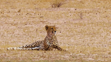 Gepard,-Der-Auf-Dem-Feld-Liegt,-Blickt-Intensiv-Auf-Etwas-In-Der-Ferne-Und-Schaut-Dann-In-Der-Sengenden-Hitze-Südafrikas-Weg