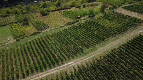 Aerial-View-of-small-Vineyards-in-Baden-Wuerttemberg,-Germany