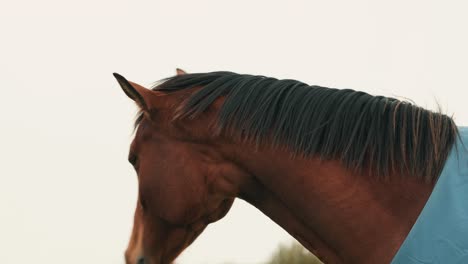 Thoroughbred-Horse-With-A-Shortened-Or-Pulled-Mane-Looking-Around-Its-Environment