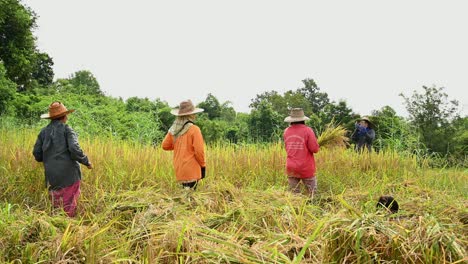 Harvesting-Rice-by-Hand-in-Thailand