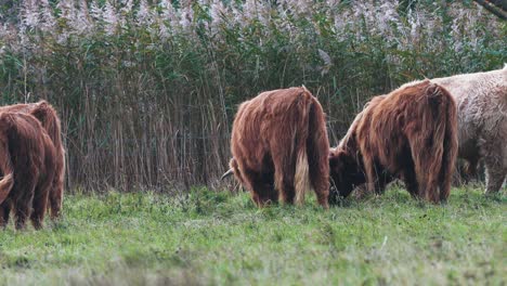 Herd-Of-Highland-Cattle-Feeding-On-The-Green-Grass-The-Countryside-Field