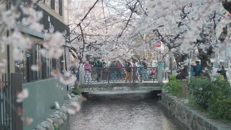 Touristen-Betrachten-Im-Frühling-Die-Wunderschönen-Sakura-Kirschblüten-Am-Takasegawa-Fluss-In-Kawaramachi,-Kyoto,-Japan-–-Weitwinkelaufnahme-In-Zeitlupe