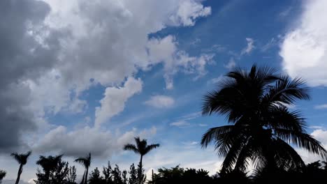 Clouds-rolling-over-palm-threes-in-southern-florida-time-lapse