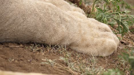 Close-up-of-a-lion's-paws-resting-on-the-ground,-tragic-image-of-a-dead-lion