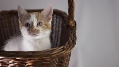 Cute-white-and-ginger-curious-kitten-in-a-basket-medium-shot