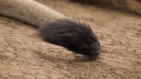 Closeup-of-a-lion's-tail-rising-up-and-down-on-dry,-cracked-ground