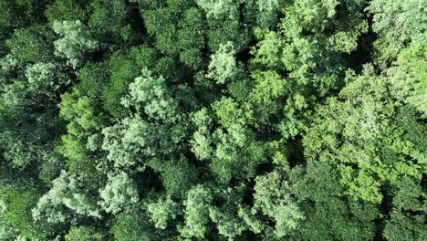 Mangrove-Forest-zoom-out,-drone-lift