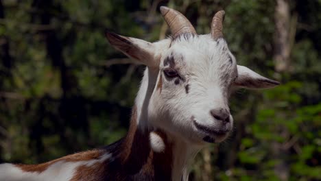Close-up-footage-of-sweet-white-brown-baby-goat-relaxing-outdoors-during-beautiful-sunny-day-in-nature