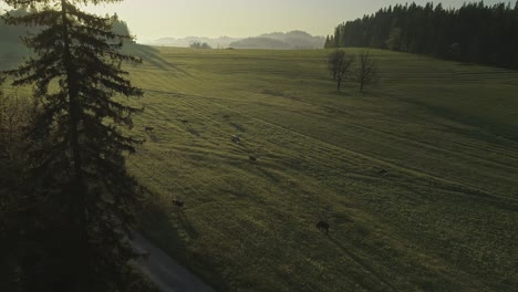 Aerial-shot-of-cows-grazing-on-green-lands