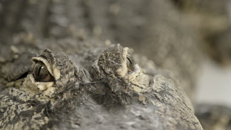 Amerikanischer-Alligator-Raubtier-Augen-Makro-Mit-Hoher-Detailansicht