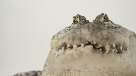 Low-angle-shot-of-menacing-alligator