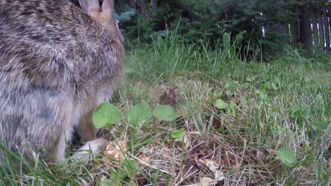 Wild-rabbit-eating-grass-in-a-backyard