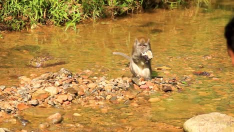 Cute-little-Monkey-enjoying-rice-cracker-amidst-rocky-creek-in-Sumatra,-Indonesia---Wide-shot