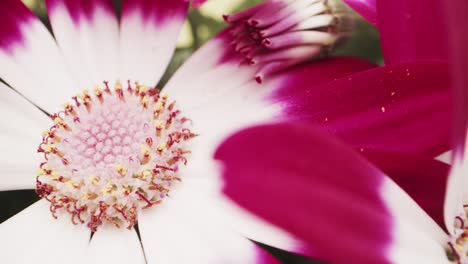 Macro-probe-left-to-right-shot-of-purple-and-white-daisy-details