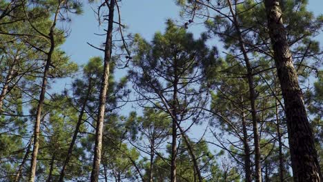 4K-pine-tree-canopy’s-or-crowns-shaking-in-the-wind-in-a-blue-sky-background,-pine-tree-forest-landscape