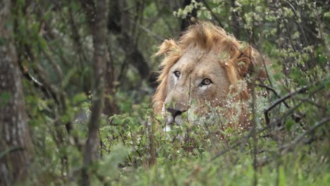 Male-Black-Mane-Lion-behind-wet-foliage-suddenly-looks-toward-camera