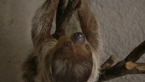 A-two-toed-sloth-hanging-in-a-tree-close-to-the-camera-slow-motion-cinematic