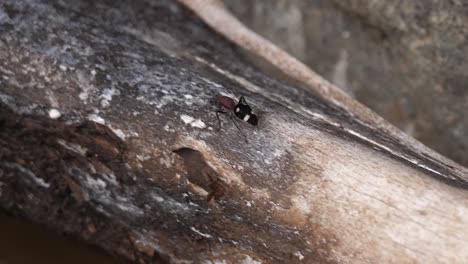 Four-Spotted-Velvet-Ant-walks-up-moldy-tree-branch-on-jungle-floor