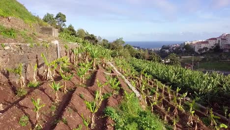 Aerial-forward-shot-over-banana-plantation-with-sea-in-background-at-Madeira,-Portugal
