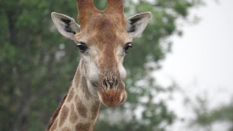 Nahaufnahme:-Giraffe-Spuckt-Bolus-Aus-Und-Kaut-Wiederkäuend-Im-Afrikanischen-Regen