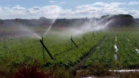 Bewässerung-Auf-Einem-Biobauernhof,-Der-Die-Wachsenden-Feldfrüchte-Bewässert