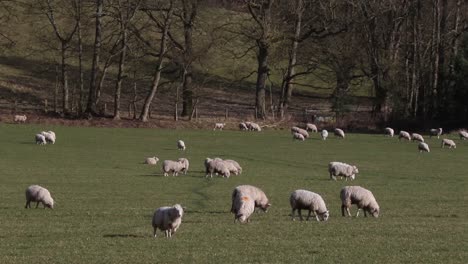 Grazing-sheep.-February.-South-Staffordshire.-UK