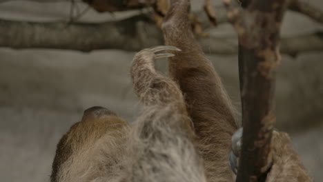 A-two-toed-sloth-hanging-in-a-tree-close-to-the-camera-slow-motion-cinematic