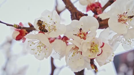 Biene-Sammelt-Pollen-Von-Aprikosenblüten-Und-Fliegt-Dann-Davon,-Zeitlupe
