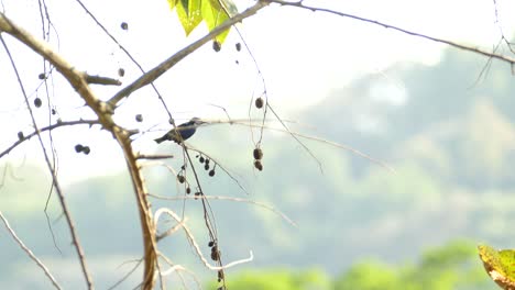 Red-Legged-Honeycreeper-bird-sitting-on-tree-branch-and-fly-away