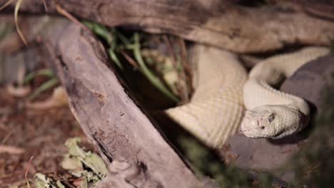 albino-western-diamondback-rattlesnake-hiding-in-the-bush-at-night-dynamic-view