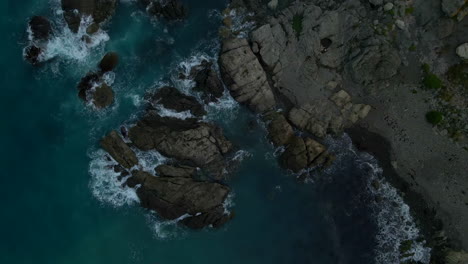 Top-down-aerial-view-of-group-of-seals-on-wild-rocky-shore-in-New-Zealand