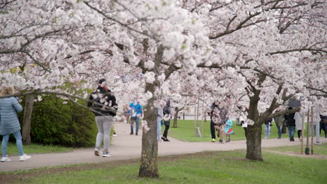 Families-Enjoying-Their-Time-in-Sakura-Park-in-Vilnius-on-a-Cloudy-Spring-Day