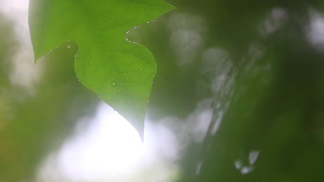 Nahaufnahme-Tropischer-Laubbäume,-Bedeckt-Mit-Tröpfchen---Bangladeschischer-Monsun