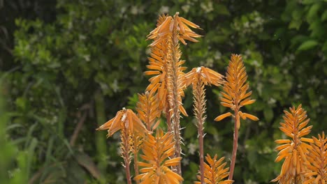 Orange-flowering-aloe-vera-plant-in-the-garden-with-insects-flying