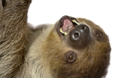 Chewing-sloth-slow-motion-on-white-background---close-up-animal-face