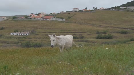 White-donkey-looking-at-camera-in-countryside-scenery-background