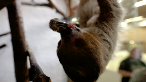 Sloth-eating-slow-motion-two-toes