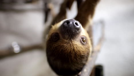 Close-up-wide-angle-two-toed-sloth-climbing