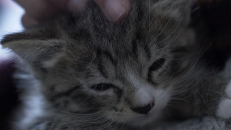 Cute-Tabby-Kitten-Getting-Head-Stroked.-Close-Up