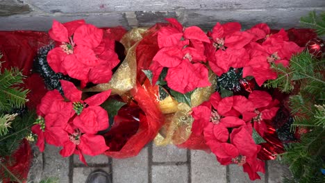 Schöne-Weihnachtliche-Rote-Blumen-Als-Dekoration-Auf-Dem-Boden