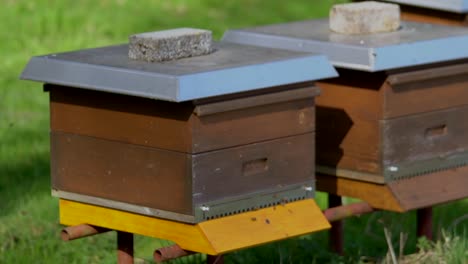 Bienen-Fliegen-An-Einem-Sonnigen-Frühlingstag-Auf-Grasland-Aus-Einem-Holzstock