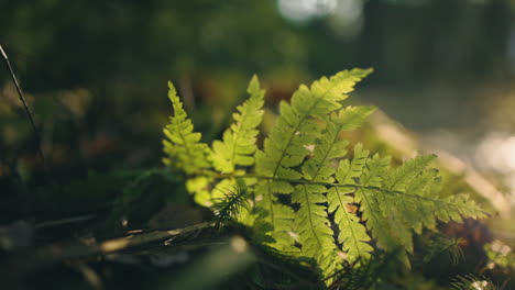 Green-fern-leaf-lying-on-ground-in-forest