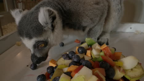 A-lemur-eating-food-close-up-macro-in-a-zoo---amazing-cute-animal
