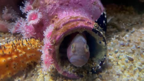 Googly-eyed-fish-hiding-inside-of-a-bottle