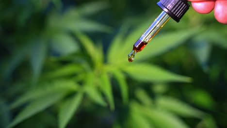 Close-up-of-person-drops-cbd-oil---CBD-oil-is-made-by-extracting-CBD-from-the-cannabis-plant---Plantation-in-background