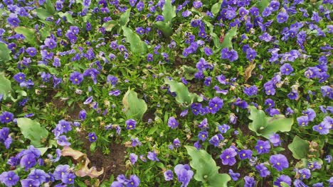 Wunderschönes-Gartenbeet-Mit-Vielen-Blauen-Und-Violetten-Blumen