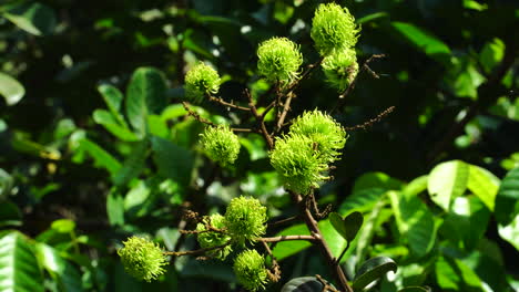 Close-up-of-lychees-fruits-in-their-branch-in-a-forest-landscape-in-background