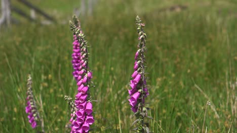 A-purple-foxglove-in-a-green-English-countryside-meadow