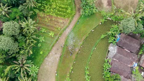 Neighbour-gathering-in-Indonesian-village-between-fields-and-jungle,-aerial-view
